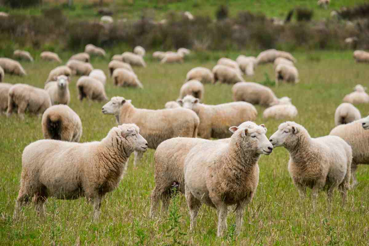 pecore comportamento strano